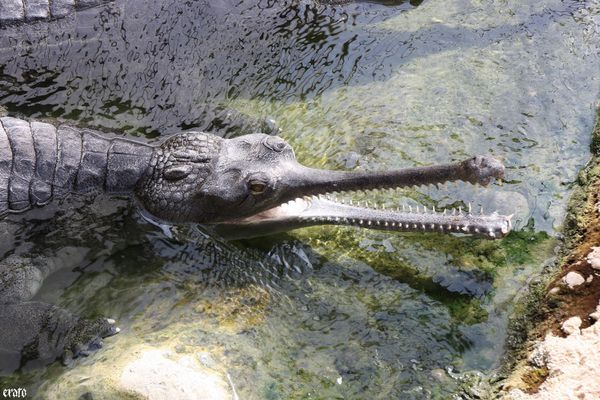 11-mai-2011---La-ferme-aux-crocodiles---suite--189-a.jpg
