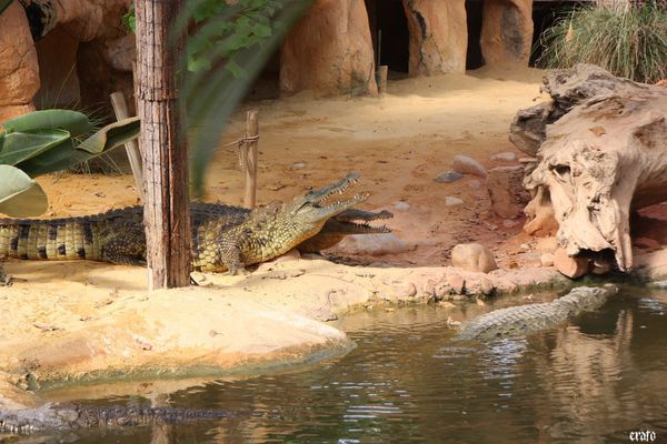 11-mai-2011---La-ferme-aux-crocodiles---suite--215-a.jpg