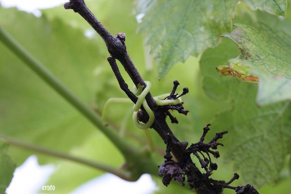 2-juin-2011--pivoines--seringat--vigne-039-a.jpg