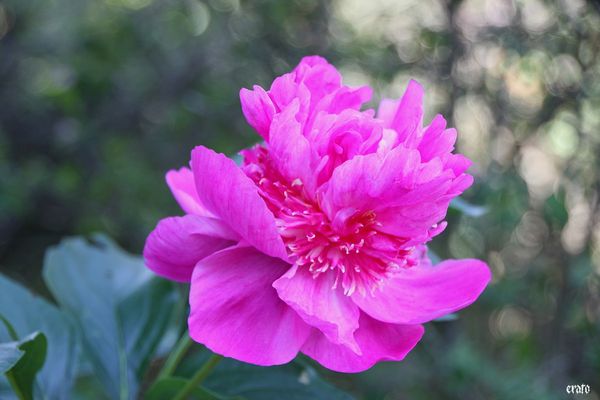 26mai2011---pivoines-002-a.jpg