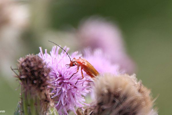 3juin2011-hortensia-insectes--041-a.jpg