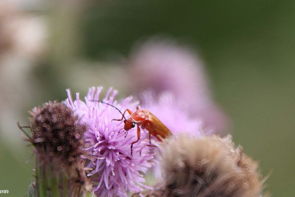3juin2011-hortensia-insectes--042-a.jpg