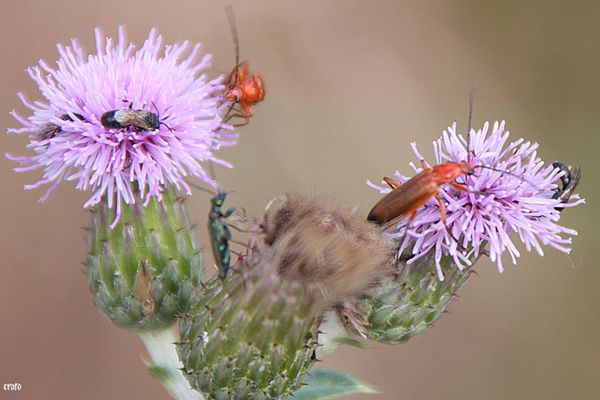 3juin2011-hortensia-insectes--053-a.jpg