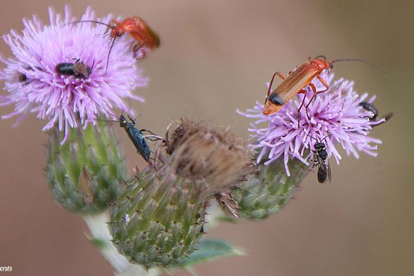 3juin2011-hortensia-insectes--054-a.jpg