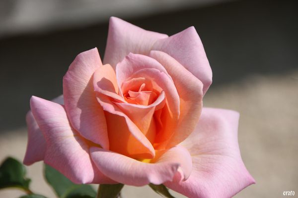 5-mai-2011---macro-fleurs-042-a.jpg