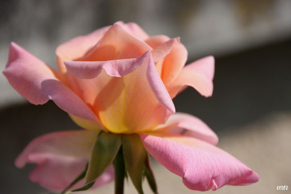 5-mai-2011---macro-fleurs-045-a.jpg