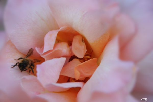 7-mai-2011---rose-miniature---060-a.jpg