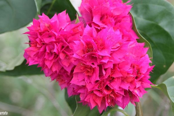 28-mars-2011--entre-deux---cases-et-fleurs-039a.jpg