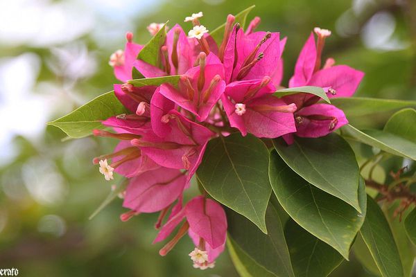 28-mars-2011--entre-deux---cases-et-fleurs-040-a.jpg