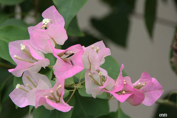 28-mars-2011--entre-deux---cases-et-fleurs-041-a.jpg