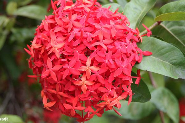 28-mars-2011--entre-deux---cases-et-fleurs-059a.jpg