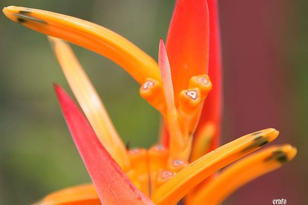 28-mars-2011--entre-deux---cases-et-fleurs-086a.jpg