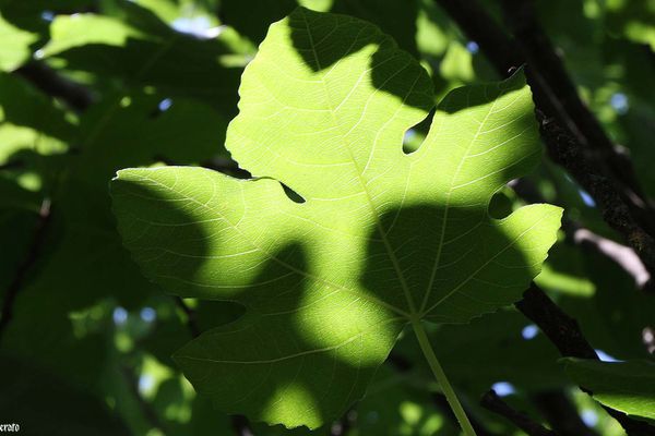 6juin2011-ciel--mures-006-a.jpg