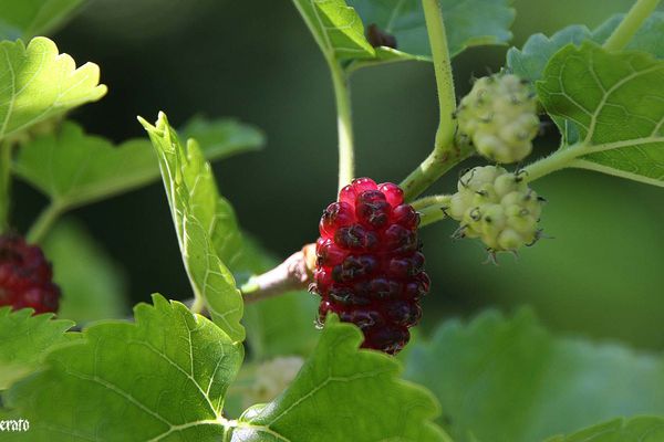 6juin2011-ciel--mures-022-a.jpg