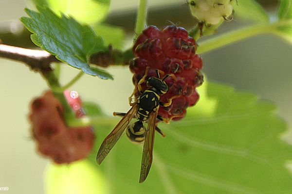 6juin2011-ciel--mures-032-a-copie-3.jpg