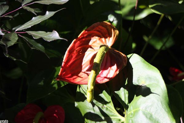 5-avril-2011--Saint-Joseph-Le-jardin-des-parfums-e-copie-11.jpg