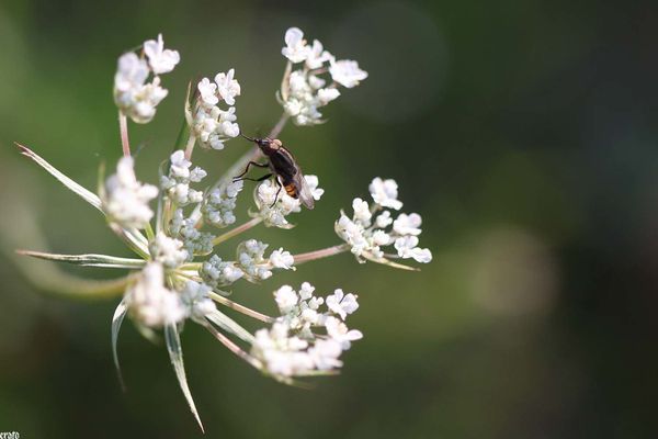 18aout2011--macro-ombelles-009-a.jpg