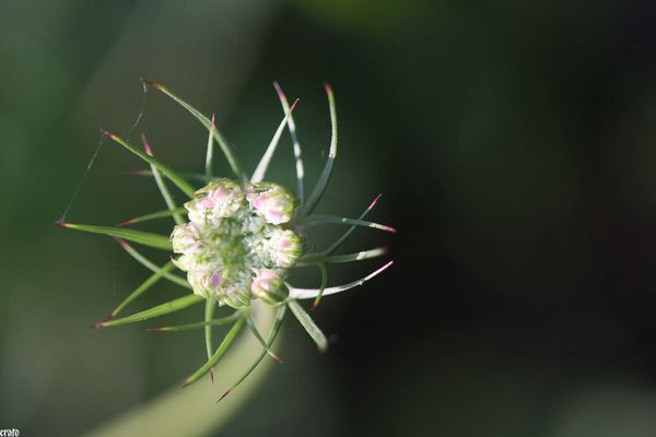 18aout2011--macro-ombelles-018-a.jpg