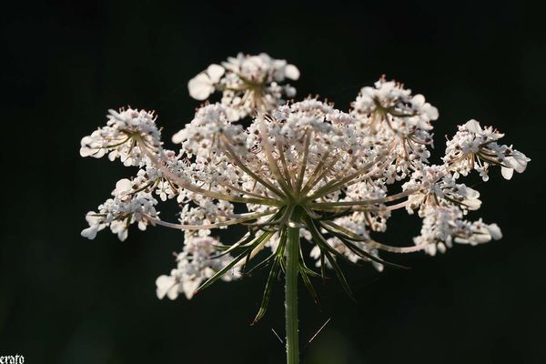 18aout2011--macro-ombelles-020-a.jpg