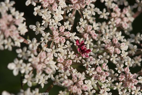 18aout2011--macro-ombelles-024-a.jpg