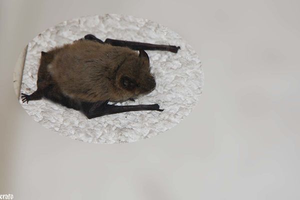 23aout2011-chauve-souris-007-a.jpg