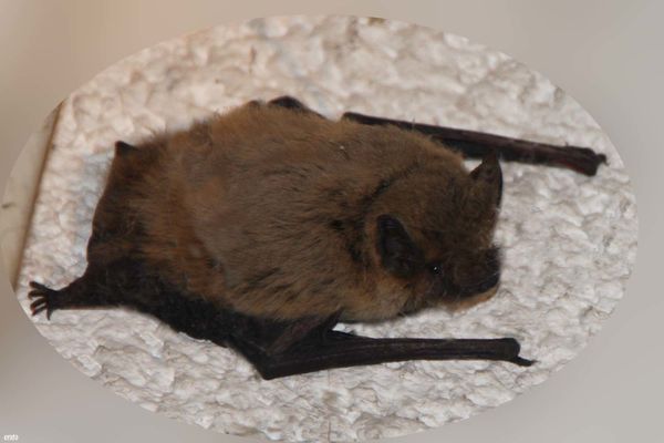 23aout2011-chauve-souris-013-a.jpg