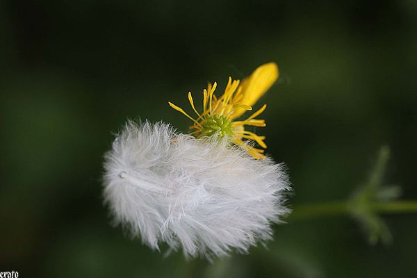 5-mai-2011---macro-fleurs-028-a.jpg