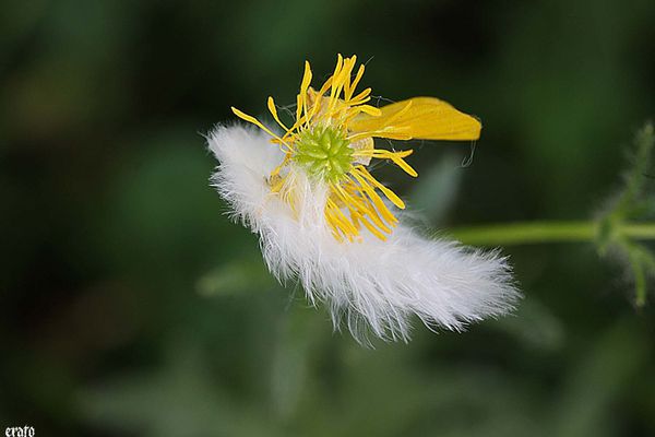 5-mai-2011---macro-fleurs-030-b.jpg