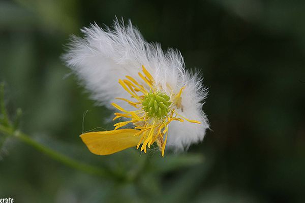 5-mai-2011---macro-fleurs-032-a.jpg