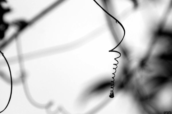 17sept.2011--vrilles-008a.jpg