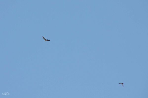 17oct2011-003.JPG