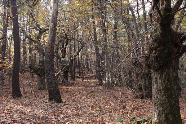 12nov2011-Foret-Lyas-029a-copie-1.jpg