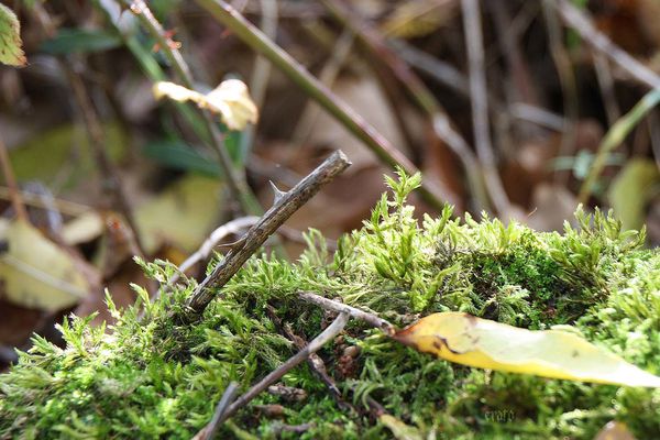 12nov2011-Foret-Lyas-054a.jpg