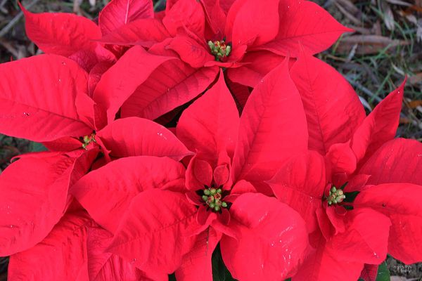 21-dec-2011--poinsettia-015a.jpg