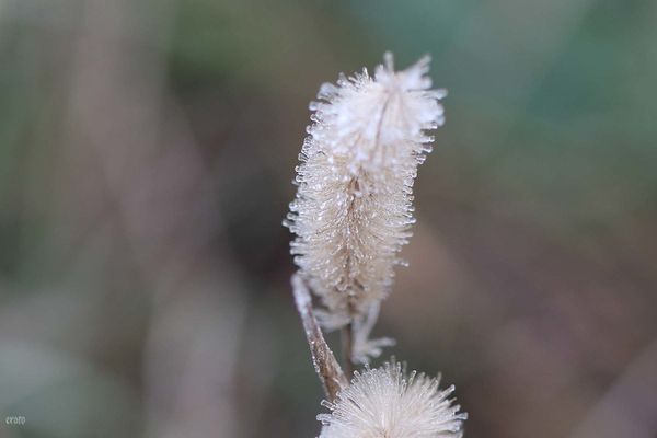 28dec-2011--brouillard-givrant-011a.jpg