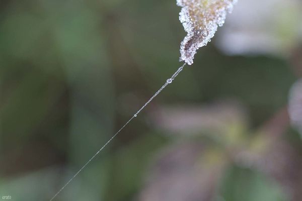 28dec-2011--brouillard-givrant-016a.jpg