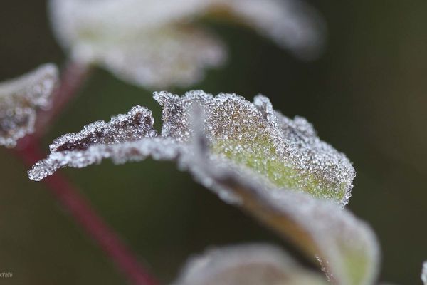 28dec-2011--brouillard-givrant-018a.jpg