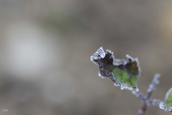 28dec-2011--brouillard-givrant-021a.jpg