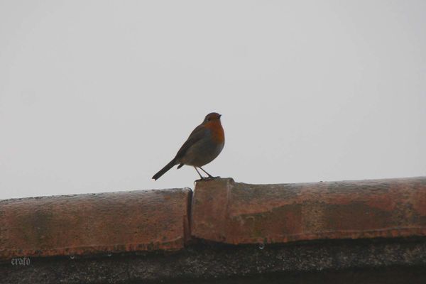 16-janv.-2012---rouge-gorge-029a.jpg