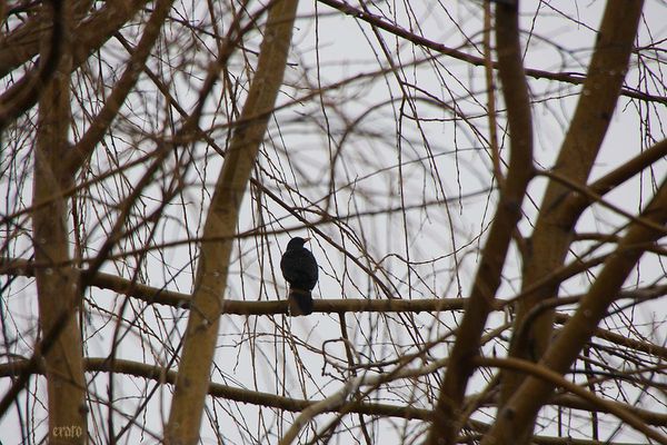 2-janvier-2012--pluie--ciel-gris-003a.jpg