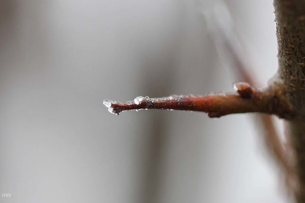 28dec-2011--brouillard-givrant-023a.jpg