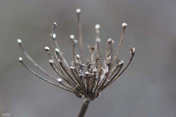 15-janv-2012---gelee-042a.jpg