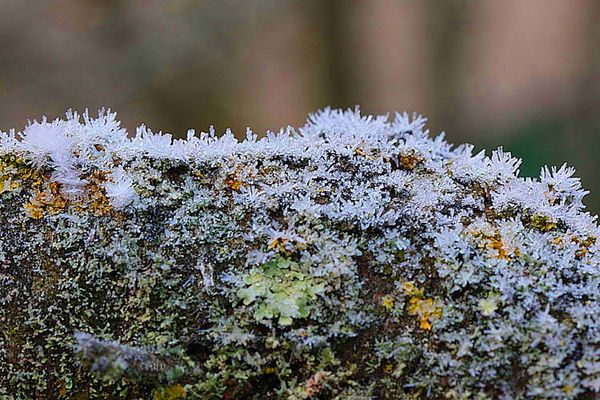 18-janv.-2012--givre-042a.jpg
