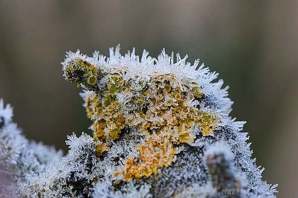 18-janv.-2012--givre-044a.jpg