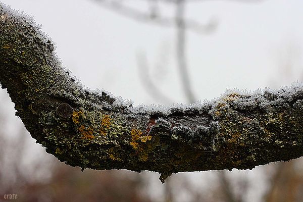18-janv.-2012--givre-055a.jpg