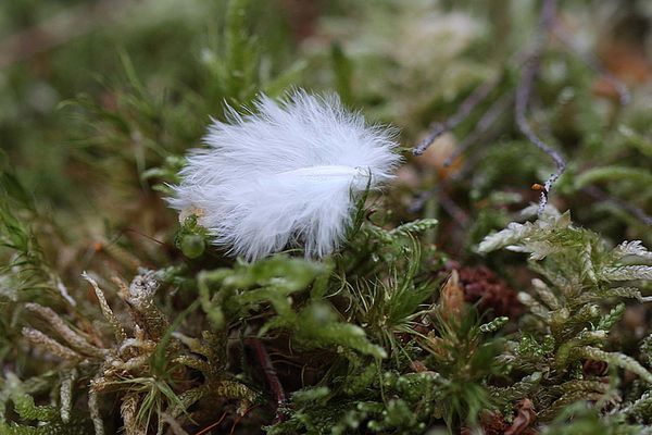 24janv.2012 - mimosa 002a