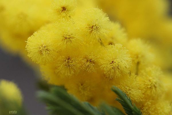 24janv.2012 - mimosa 005a