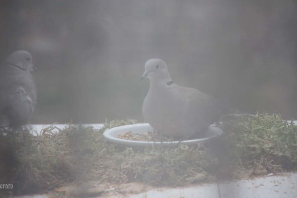 30janv2012--ciel-oiseaux-008a.jpg
