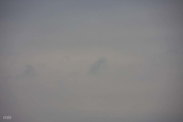 30janv2012--ciel-oiseaux-013.JPG