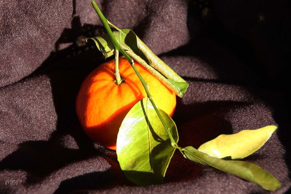 18fev2012-clementines-021a.jpg